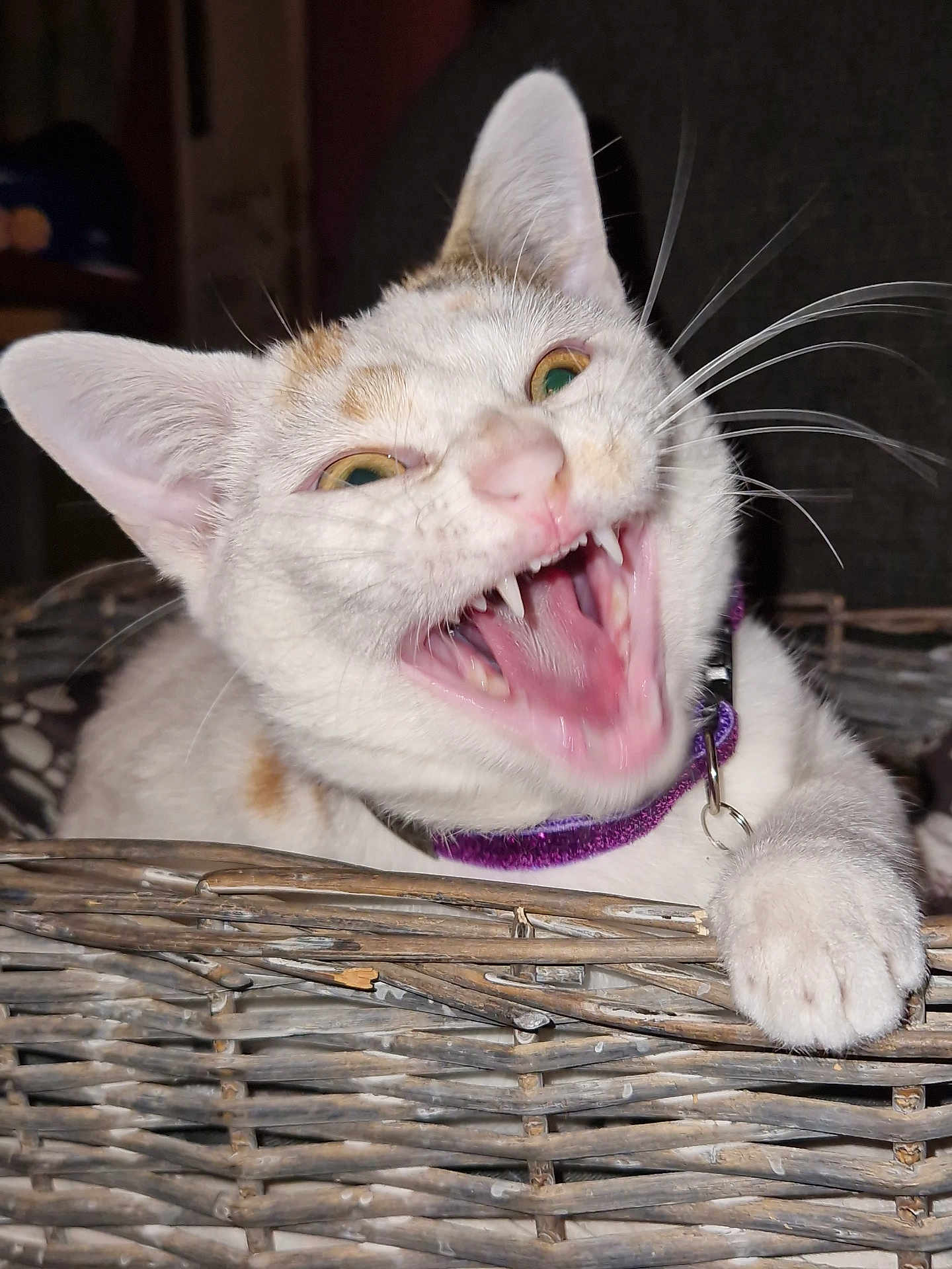 Alexe a rejoint le concours — aidez-le/la à gagner de superbes lots ! animal, basket, cat, closeup, collar, cute, domestic, ears, feline, fur, indoor, mouth_open, orange_spots, paw, pet, playful, teeth, whiskers, white_fur, yellow_eyes