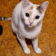 Alexe participe au concours pour gagner de l'argent avec cette photo : animal, cat, closeup, curious, cute, domestic_animal, ears, feline, floor, fur, indoor, looking_up, pet, playful, sitting, tail, toy, whiskers, white_cat, young_cat