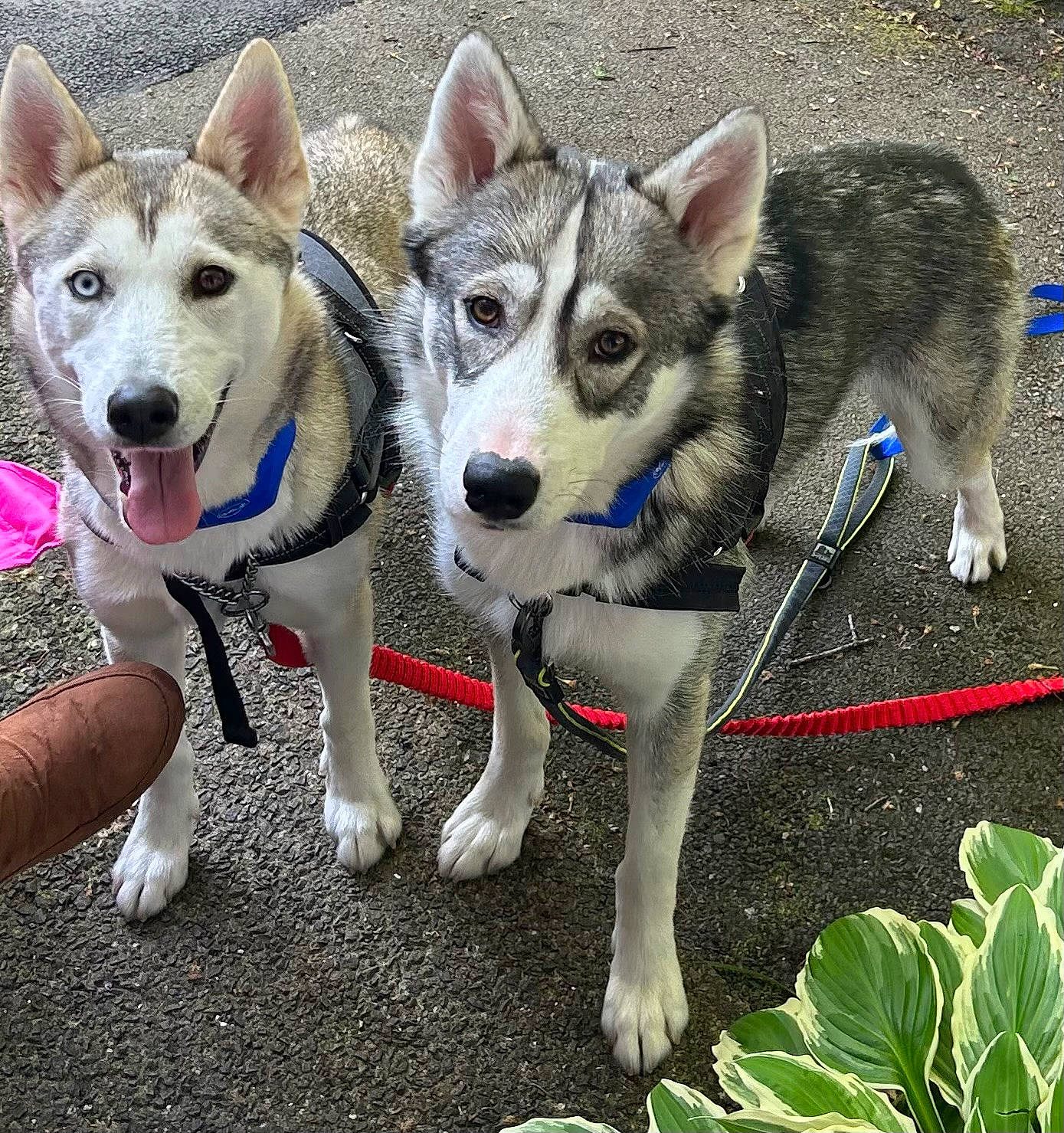 Mylo joined the competition — help win amazing prizes! canidae, carnivore, collar, companion_dog, dog, dog_breed, dog_collar, fawn, grass, herding_dog, leaf_vegetable, leash, paw, recreation, sled_dog, snout, sporting_group, vehicle, working_animal, working_dog