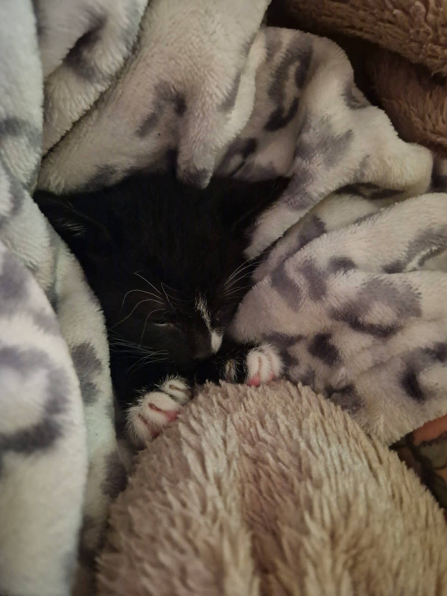 Billie joined the competition — help win amazing prizes! carnivore, cat, cloud, comfort, domestic_short_haired_cat, fawn, felidae, fur, grey, linens, mammal, pattern, paw, small_to_medium_sized_cats, snout, tail, terrestrial_animal, textile, vertebrate, whiskers