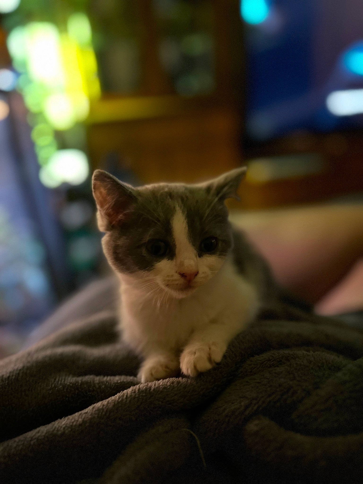 Winnie is registered to the contest to win money with this photo: carnivore, cat, comfort, domestic_short_haired_cat, eye, fawn, felidae, fur, paw, sitting, small_to_medium_sized_cats, snout, tail, whiskers, wildlife, wood