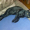 black_cat, cat, feline, pet, animal, lying_down, sprawled, blue_cushion, sofa, indoor, home, furniture, fur, whiskers, green_eyes, relaxed, sleepy, paw, tail, cozy