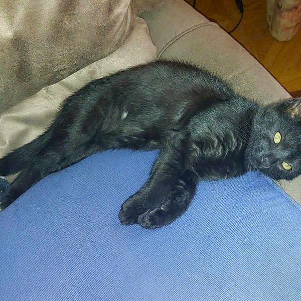 Biloute a rejoint le concours — aidez-le/la à gagner de superbes lots ! black_cat, cat, feline, pet, animal, lying_down, sprawled, blue_cushion, sofa, indoor, home, furniture, fur, whiskers, green_eyes, relaxed, sleepy, paw, tail, cozy