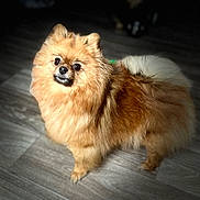 Stella participe au concours pour gagner de l'argent avec cette photo : adorable, animal, bright, brown, canine, companion, cute, dog, domestic_animal, fluffy, friendly, fur, indoor, looking_up, pet, pomeranian, portrait, small_dog, standing, wooden_floor