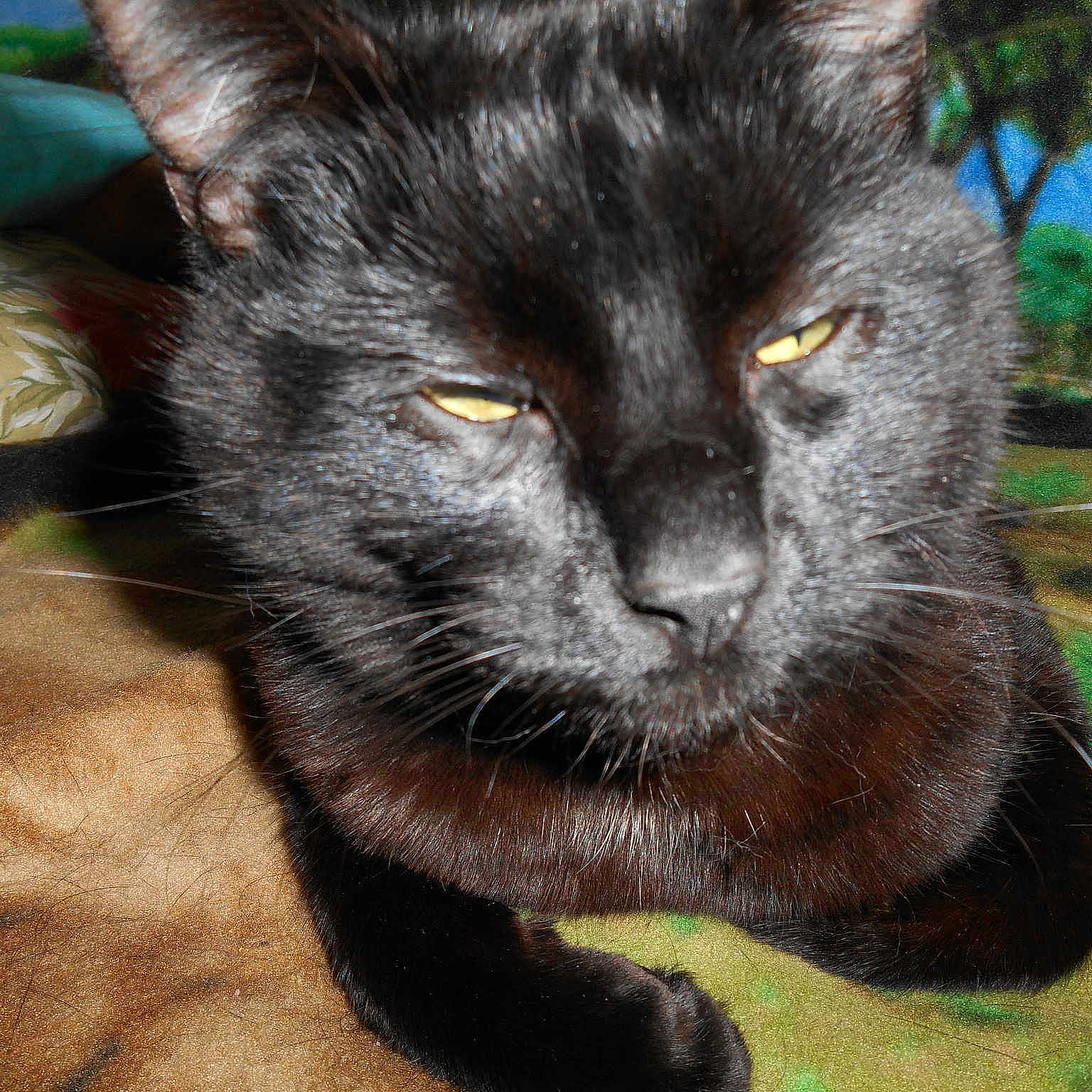 Choco participe au concours pour gagner de l'argent avec cette photo :