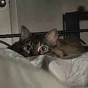 Sheila is registered to the contest to win money with this photo: animal, bed, blanket, cat, cozy, curious, domestic, ears, eyes, feline, fur, home, indoor, peek, pet, quiet, resting, sleepy, soft, whiskers