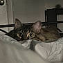 animal, bed, blanket, cat, cozy, curious, domestic, ears, eyes, feline, fur, home, indoor, peek, pet, quiet, resting, sleepy, soft, whiskers