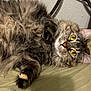 Sheila joined the competition — help win amazing prizes! animal, bed, cat, closeup, cozy, curious, cute, face, feline, fluffy, fur, indoor, lying_down, paw, pet, relaxed, soft, tabby, whiskers, yellow_eyes