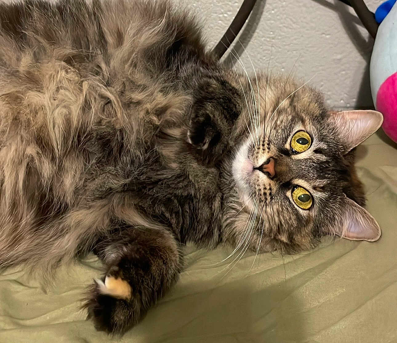 Sheila