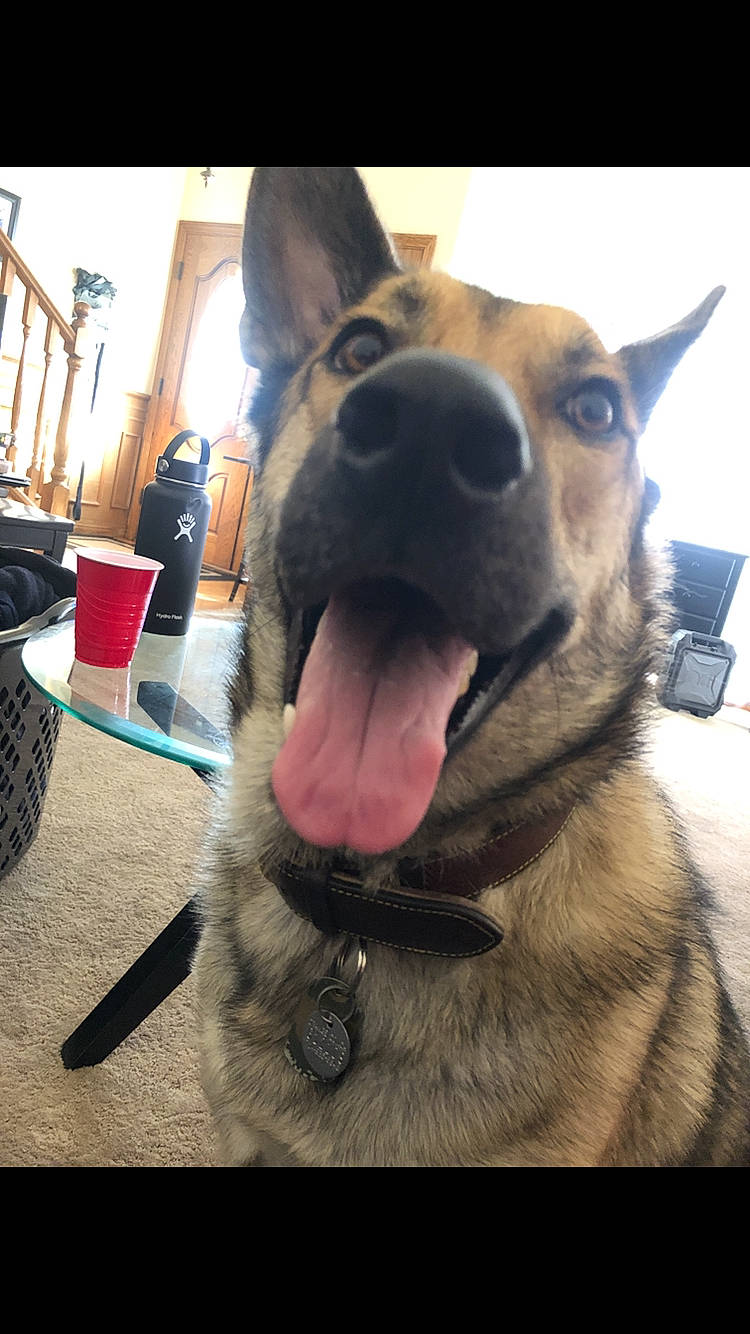 Bailee is registered to the contest to win money with this photo: carnivore, collar, companion_dog, dog, dog_breed, dog_collar, ear, fang, fawn, fur, happy, jaw, paw, pet_supply, smile, snout, sporting_group, whiskers, working_animal, yawn