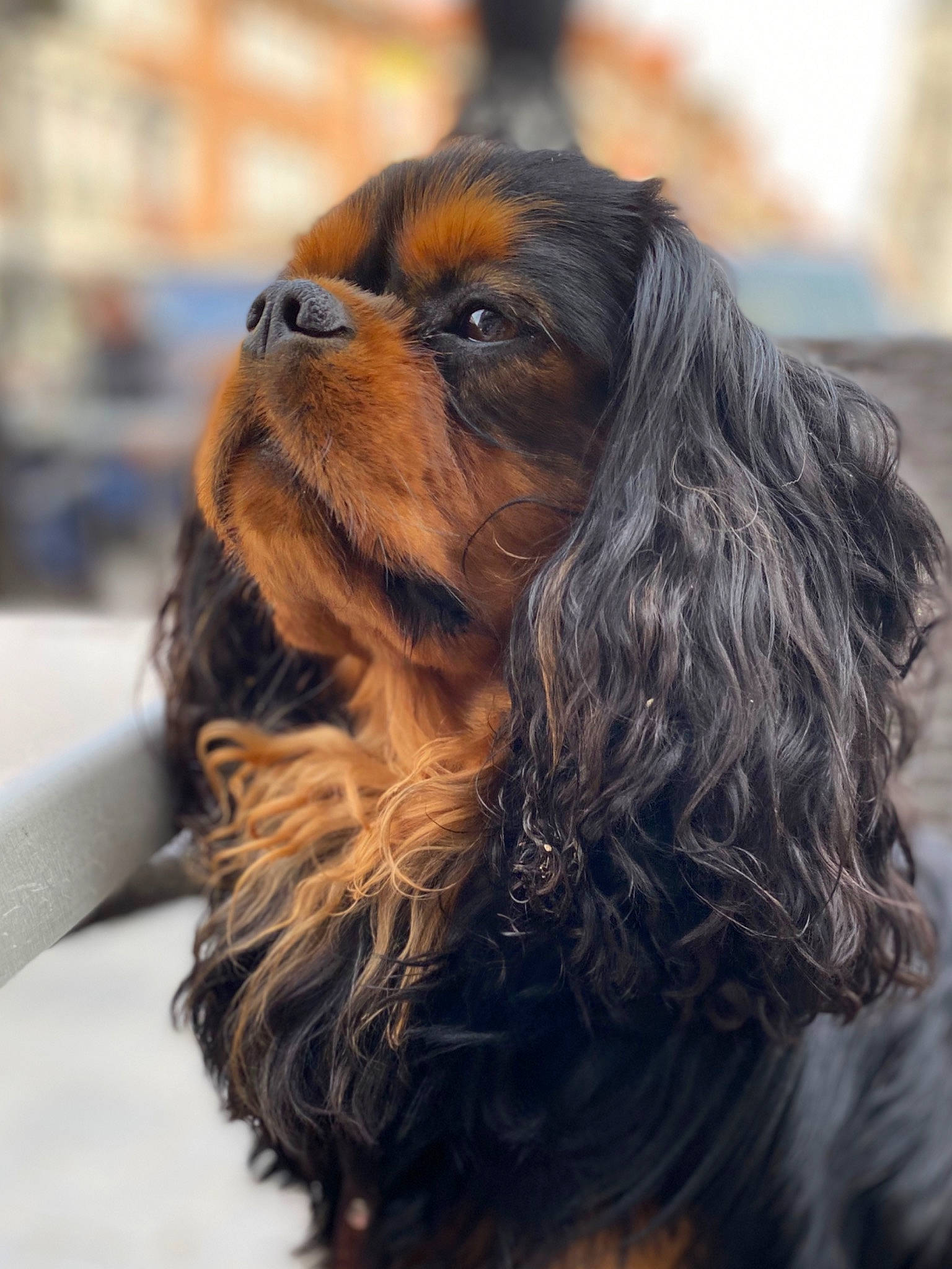 Winston participe au concours pour gagner de l'argent avec cette photo : canidae, carnivore, cavalier, cavalier_king_charles_spaniel, cocker_spaniel, companion_dog, dog, dog_breed, king_charles_spaniel, mammal, puppy, rare_breed_dog, snout, spaniel, sporting_group, toy_dog, vertebrate