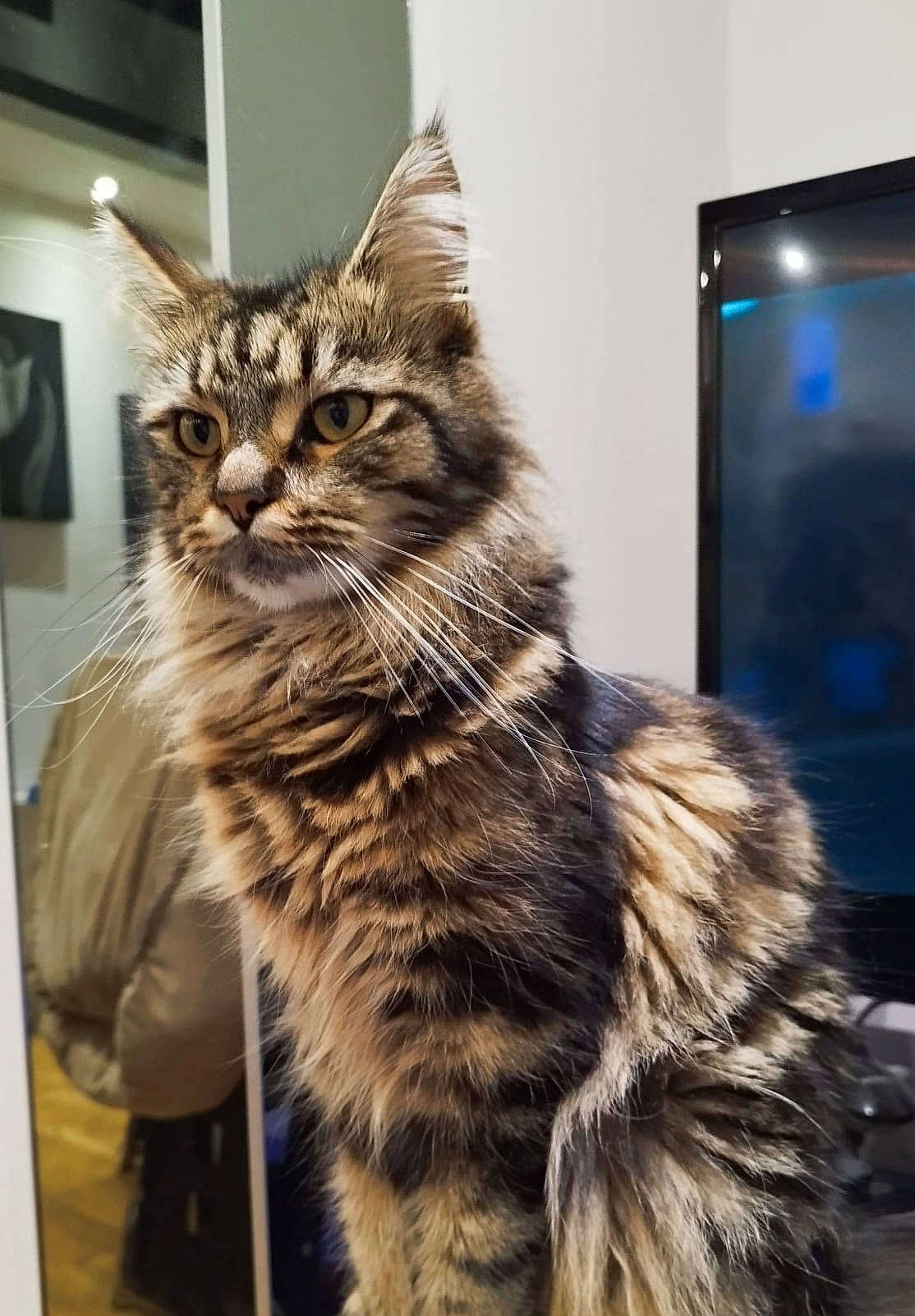 Muna joined the competition — help win amazing prizes! carnivore, cat, claw, domestic_short_haired_cat, felidae, fur, maine_coon, paw, small_to_medium_sized_cats, snout, tail, terrestrial_animal, whiskers, window