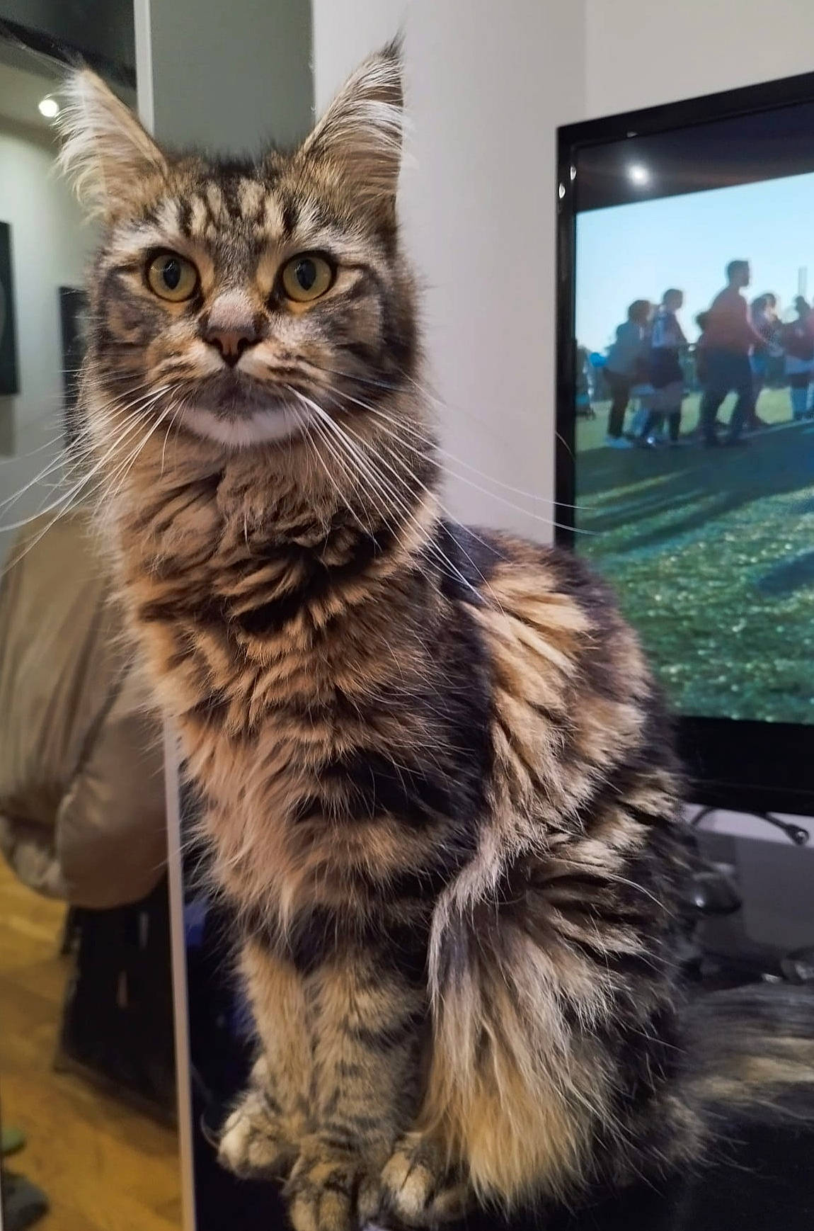 Muna is registered to the contest to win money with this photo: carnivore, cat, claw, display_device, domestic_short_haired_cat, felidae, fur, led_backlit_lcd_display, maine_coon, paw, sitting, small_to_medium_sized_cats, snout, tail, whiskers, wildlife, window