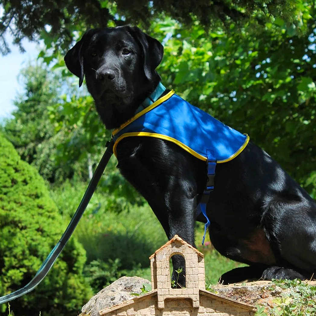 Tipiac participe au concours pour gagner de l'argent avec cette photo : animal, architecture, building, canine, crossbow, dog, grass, labradorretriever, land, nature, outdoors, pet, plant, puppy, rock, shelter, tree, vegetation, weapon, woodland