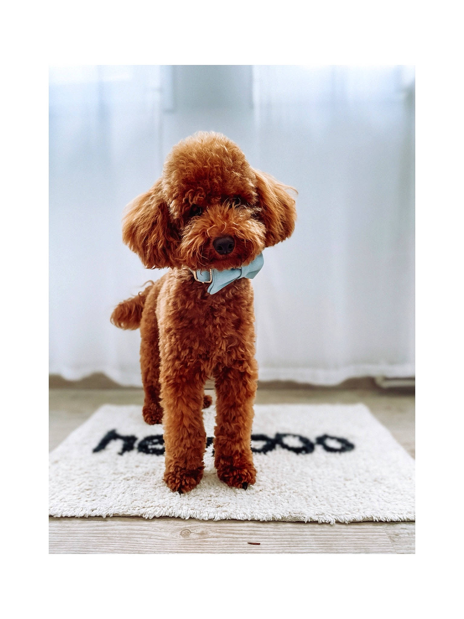 Bou participe au concours pour gagner de l'argent avec cette photo : art, brown, canidae, carnivore, companion_dog, dog, dog_breed, dog_supply, fawn, font, liver, non_sporting_group, pet_supply, poodle, sporting_group, stuffed_toy, toy, toy_dog, water_dog, working_animal
