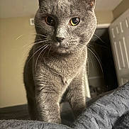 Baby joined the competition — help win amazing prizes! cat, gray_cat, pet, indoor, close_up, animal, feline, whiskers, yellow_eyes, curious, fur, bedroom, blanket, soft_texture, domestic_animal, portrait, standing, looking, cute, companion