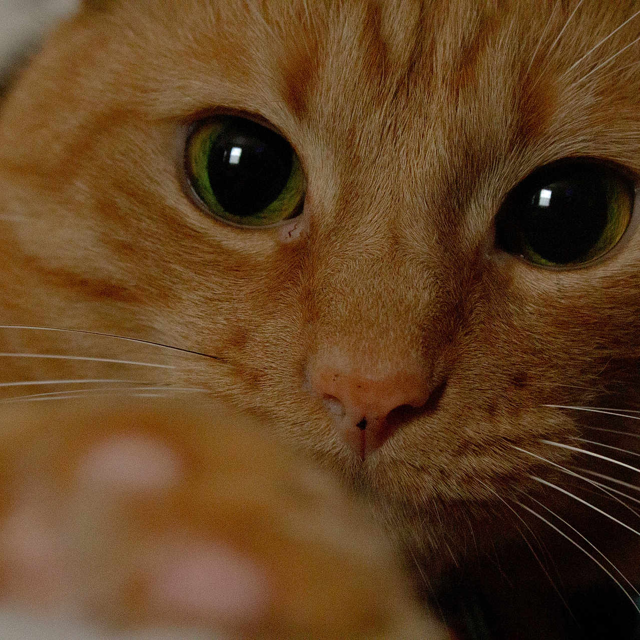 Garfield Hilliard is registered to the contest to win money with this photo: cat, close_up, closeup_photography, cute, face, feline, fur, gaze, green_eyes, indoor, macro, muzzle, nose, nostrils, orange_tabby, paw, pet, portrait, whisker_detail, whiskers