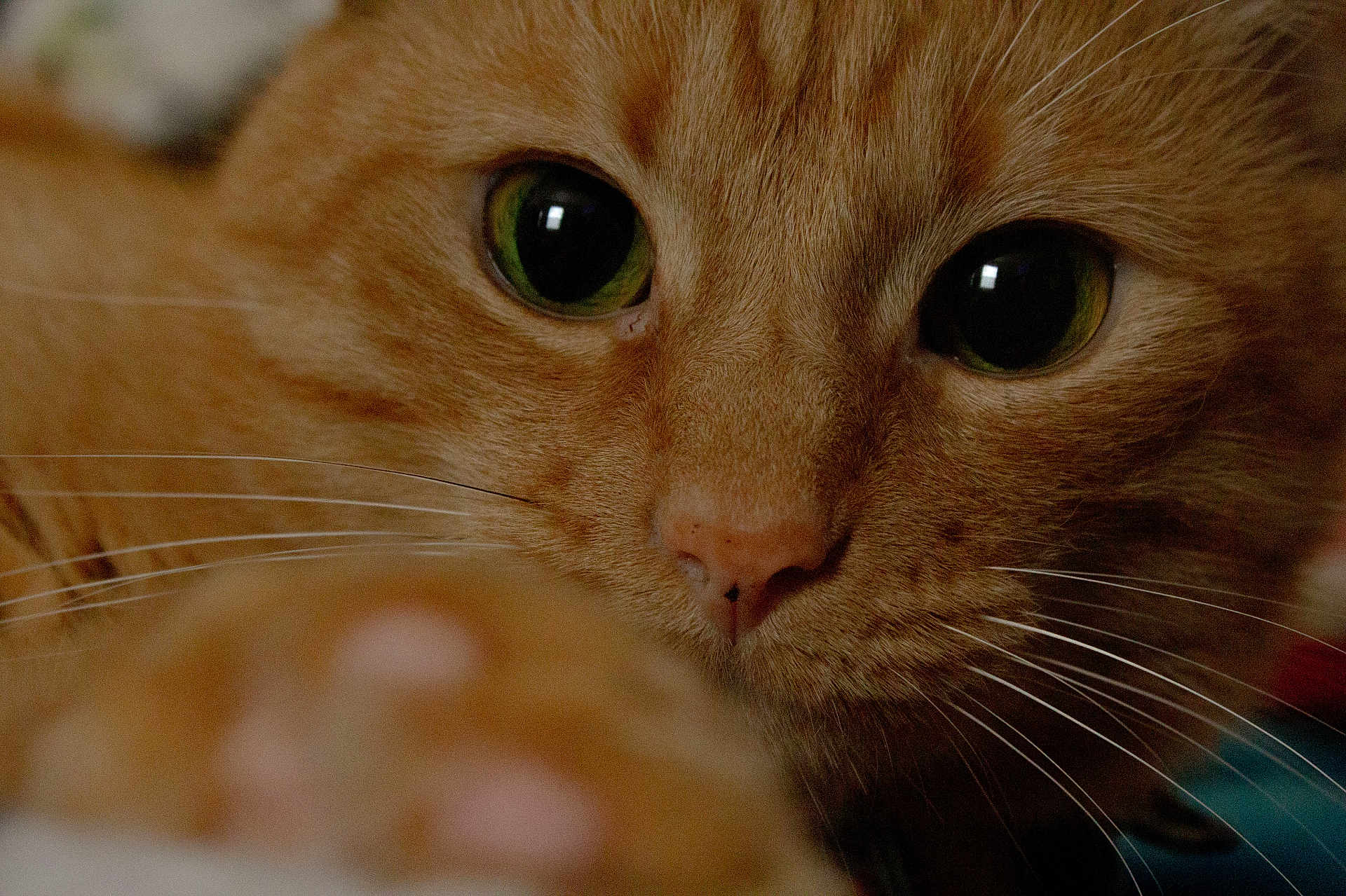 Garfield Hilliard is registered to the contest to win money with this photo: cat, orange_tabby, feline, close_up, whiskers, green_eyes, nose, paw, fur, portrait, pet, indoor, macro, gaze, cute, muzzle, whisker_detail, nostrils, face, closeup_photography