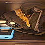 cat, ginger_cat, backpack, zipper, paw, tablet, tablet_case, shelf, drawer, wooden_furniture, indoor, hideout, pet, curiosity, bag_strap, storage, electronics, cozy, pocket, smug