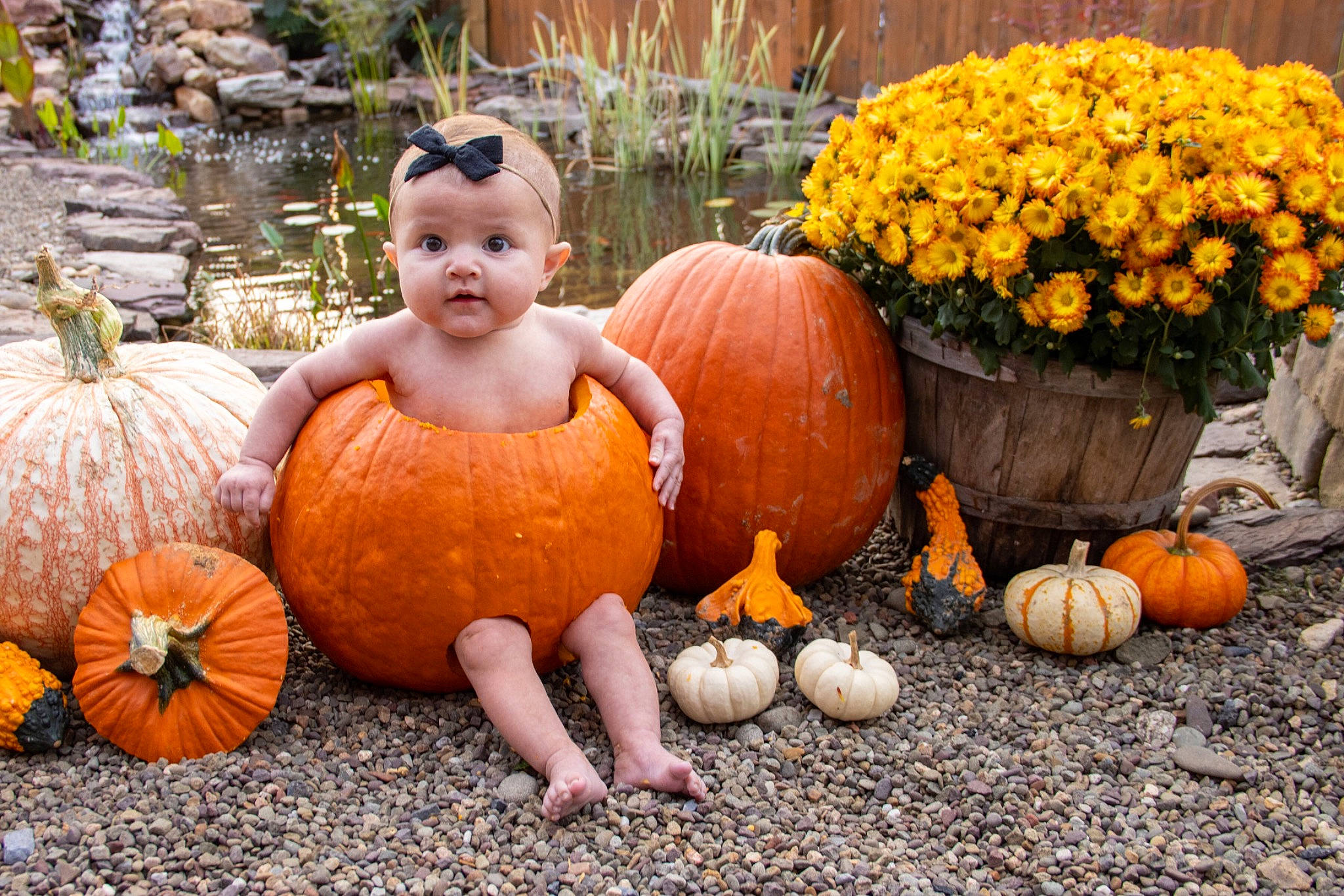 Luella is registered to the contest to win money with this photo: botany, calabaza, cucurbita, flower, flowerpot, gourd, grass, houseplant, landscape, leaf, natural_foods, nature, orange, person, plant, pumpkin, squash, vegetable, whole_food, winter_squash