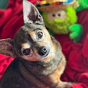 Poppi is registered to the contest to win money with this photo: dog, small_dog, pet, animal, brown_fur, ears, eyes, nose, blanket, red_blanket, plush_toy, sombrero, green_toy, indoor, close_up, cute, curious, sitting, soft_light, portrait