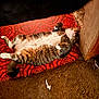 cat, tabby, lying_down, belly_up, relaxed, indoor, mat, red_mat, patterned_mat, fur, whiskers, paws, wooden_surface, floor, messy_floor, pet, domestic_animal, sleeping, cute, cozy