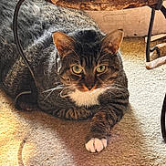 Jade is registered to the contest to win money with this photo: cat, tabby, pet, indoor, carpet, feline, animal, resting, shadow, metal_table, whiskers, paws, striped, domestic_cat, fur, eyes, relaxed, closeup, home, curious