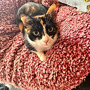 Daisy is registered to the contest to win money with this photo: cat, calico_cat, pet, animal, indoor, blanket, pink_blanket, cozy, fur, whiskers, ears, eyes, floor, texture, comfort, relaxation, cute, closeup, resting, domestic