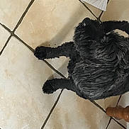 Betowen a rejoint le concours — aidez-le/la à gagner de superbes lots ! canidae, carnivore, companion_dog, composite_material, dog, dog_breed, fashion_accessory, flooring, fur, liver, natural_material, pet_supply, rope_rhythmic_gymnastics, shadow, snout, sporting_group, tail, tints_and_shades, wool, working_animal