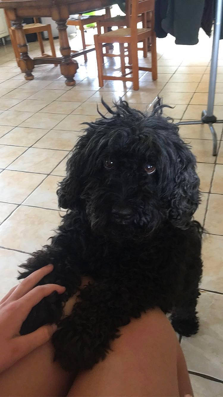 Betowen a rejoint le concours — aidez-le/la à gagner de superbes lots ! black, canidae, carnivore, companion_dog, dog, dog_breed, floor, flooring, fur, hardwood, labradoodle, liver, poodle, small_terrier, snout, terrier, toy_dog, water_dog, wood, working_animal