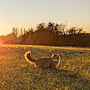 Sacha a rejoint le concours — aidez-le/la à gagner de superbes lots ! cat, fluffy, field, grass, sunlight, golden_hour, outdoor, nature, animal, pet, tail, trees, sky, sunset, serene, wildlife, mammal, feline, sunshine, daylight