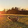 cat, fluffy, field, grass, sunlight, golden_hour, outdoor, nature, animal, pet, tail, trees, sky, sunset, serene, wildlife, mammal, feline, sunshine, daylight