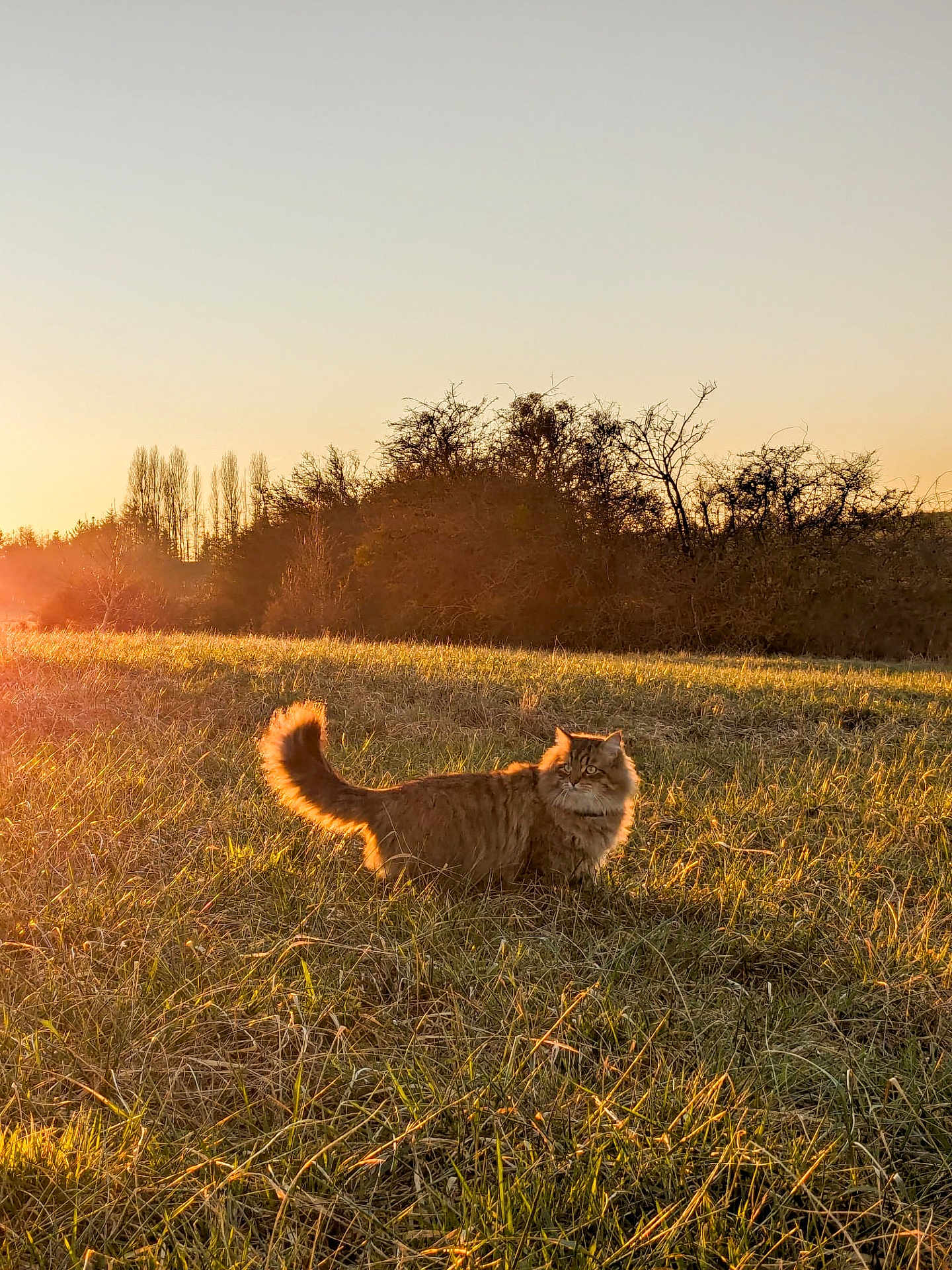 Sacha a rejoint le concours — aidez-le/la à gagner de superbes lots ! cat, fluffy, field, grass, sunlight, golden_hour, outdoor, nature, animal, pet, tail, trees, sky, sunset, serene, wildlife, mammal, feline, sunshine, daylight