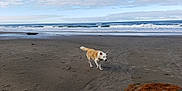 Sirg joined the competition — help win amazing prizes! dog, beach, sand, ocean, waves, sky, clouds, outdoor, animal, pet, water, coast, shore, nature, daytime, canine, walking, collar, landscape, seascape