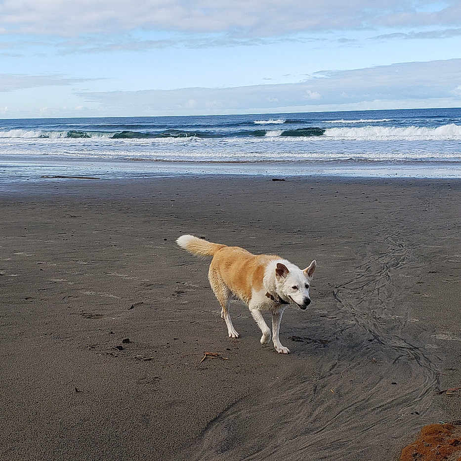 Sirg is registered to the contest to win money with this photo: animal, beach, canine, clouds, coast, collar, daytime, dog, landscape, nature, ocean, outdoor, pet, sand, seascape, shore, sky, walking, water, waves