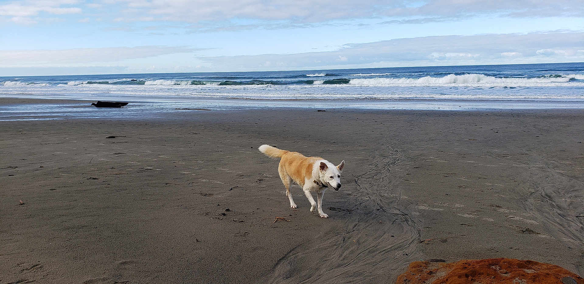 Sirg is registered to the contest to win money with this photo: dog, beach, sand, ocean, waves, sky, clouds, outdoor, animal, pet, water, coast, shore, nature, daytime, canine, walking, collar, landscape, seascape