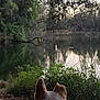 Sirg joined the competition — help win amazing prizes! dog, lake, water, trees, greenery, nature, outdoor, grass, park, canine, animal, fur, scenic, reflection, peaceful, dusk, branch, leaves, collar, quiet