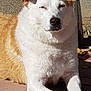 Sirg is registered to the contest to win money with this photo: dog, white, tan, fur, outdoor, sunlight, patio, brick, relaxed, animal, pet, canine, lying_down, daytime, shadow, ears, nose, paws, quiet, nature