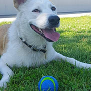 Sirg is registered to the contest to win money with this photo: dog, grass, ball, outdoor, pet, happy, tongue_out, collar, playing, building, sunny, green, animal, canine, front_view, ears, smiling, fetch, daytime, nature