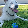 dog, grass, ball, outdoor, pet, happy, tongue_out, collar, playing, building, sunny, green, animal, canine, front_view, ears, smiling, fetch, daytime, nature