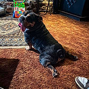 Mack joined the competition — help win amazing prizes! bulldog, dog, carpet, indoor, toy, furniture, rustic, brown, pet, tongue_out, relaxed, looking_back, floor, shoe, human_footwear, table, chair, cozy, animal, home