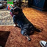 bulldog, dog, carpet, indoor, toy, furniture, rustic, brown, pet, tongue_out, relaxed, looking_back, floor, shoe, human_footwear, table, chair, cozy, animal, home