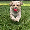 animal, backyard, ball, collar, daylight, dog, fluffy, front_view, grass, happy, lawn, outdoor, pet, pink_ball, playing, puppy, running, small_dog, tan_fur, wooden_fence