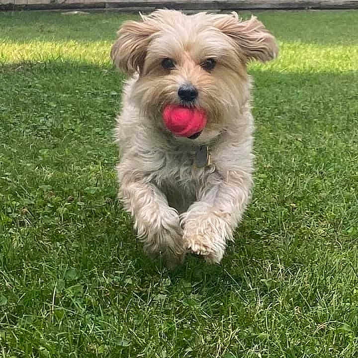 Tillie Shaw is registered to the contest to win money with this photo: dog, puppy, fluffy, small_dog, tan_fur, pink_ball, ball, playing, running, outdoor, grass, lawn, wooden_fence, backyard, pet, collar, animal, front_view, happy, daylight