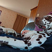 Socrate a rejoint le concours — aidez-le/la à gagner de superbes lots ! dalmatian, dog, indoor, sofa, relaxed, spotted, paw, furniture, curtain, hand, pet, cozy, resting, animal, companionship, brown_spots, white_fur, living_room, casual, calm