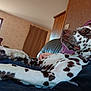 dalmatian, dog, indoor, sofa, relaxed, spotted, paw, furniture, curtain, hand, pet, cozy, resting, animal, companionship, brown_spots, white_fur, living_room, casual, calm