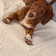 Lady is registered to the contest to win money with this photo: dog, puppy, bed, blanket, paw, ear, nose, fur, brown_fur, white_spots, looking_up, portrait, indoors, bedding, cute, big_eyes, whiskers, cozy, domestic_pet, paws