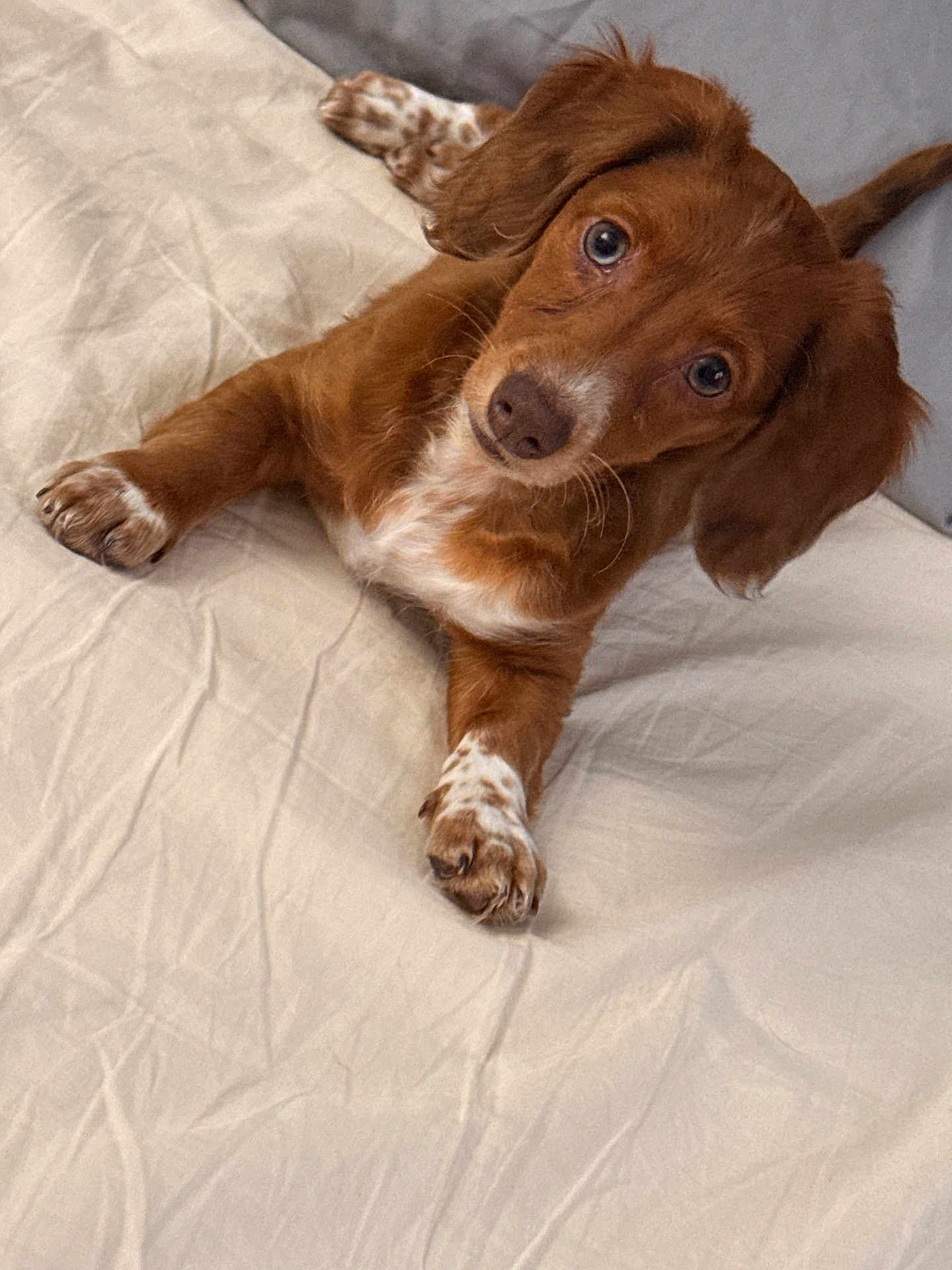 Lady is registered to the contest to win money with this photo: dog, puppy, bed, blanket, paw, ear, nose, fur, brown_fur, white_spots, looking_up, portrait, indoors, bedding, cute, big_eyes, whiskers, cozy, domestic_pet, paws