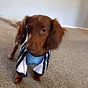 Benny joined the competition — help win amazing prizes! animal, brown, carpet, clothing, companion, cute, dachshund, dog, domestic_animal, floor, fur, indoor, jersey, long_ears, looking, mammal, pet, portrait, small_dog, standing