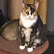 Calico joined the competition — help win amazing prizes! cat, feline, pet, animal, sitting, fur, white_paws, brown_fur, indoor, cushion, round_cushion, looking, eyes, calm, domestic_animal, whiskers, ears, tail, wooden_background, dim_light